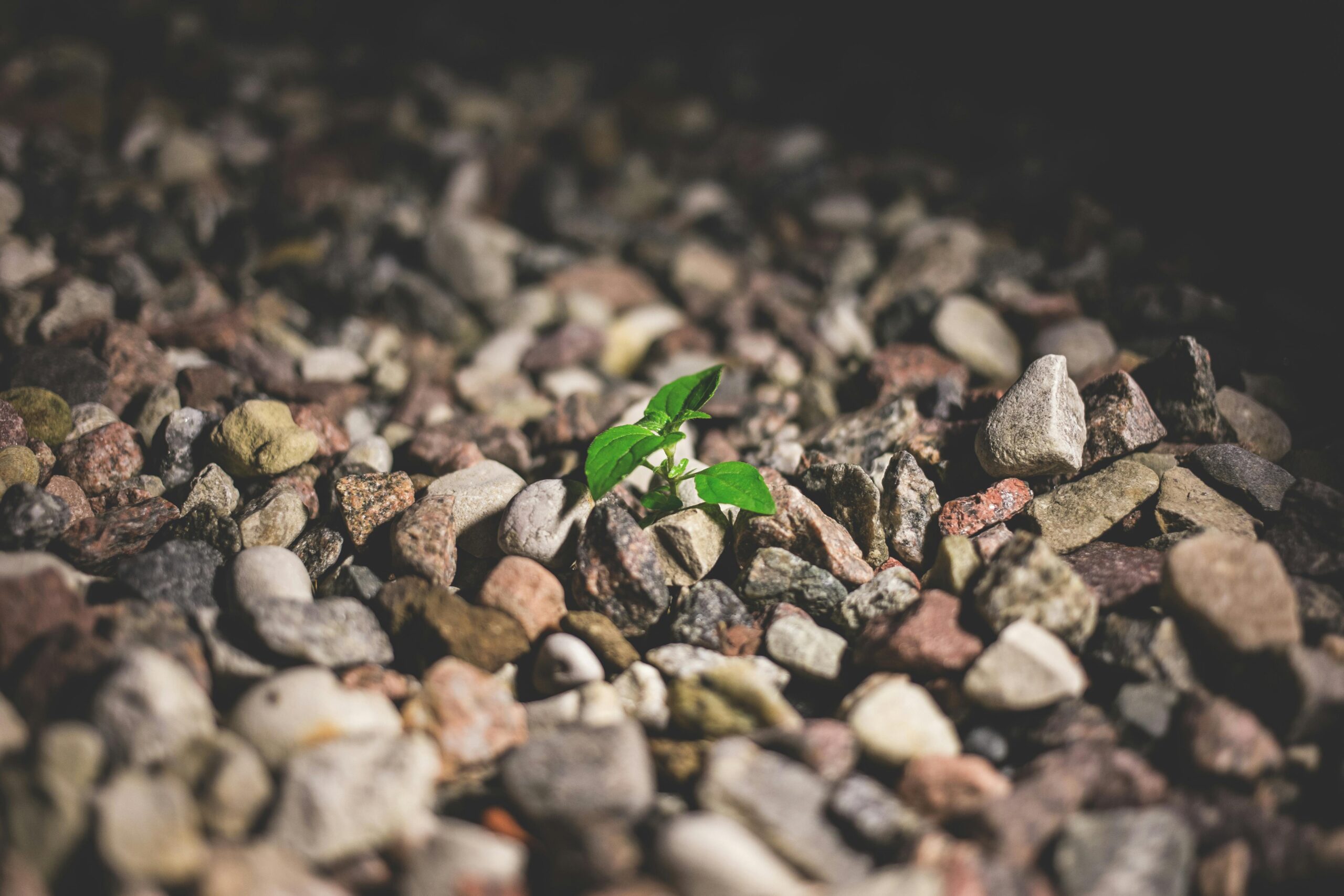 O Poder da Resiliência: Como Enfrentar Desafios e Seguir em Frente