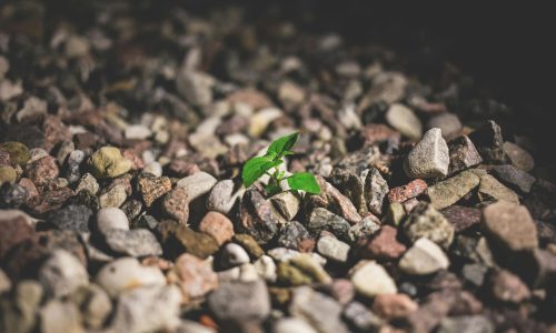 O Poder da Resiliência: Como Enfrentar Desafios e Seguir em Frente